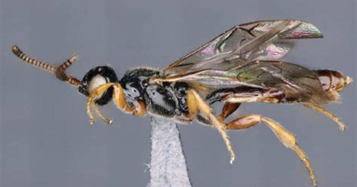 Newly Discovered Parasitic Wasp Shocks Entomologists with Brutal Egg-Piercing Reproduction