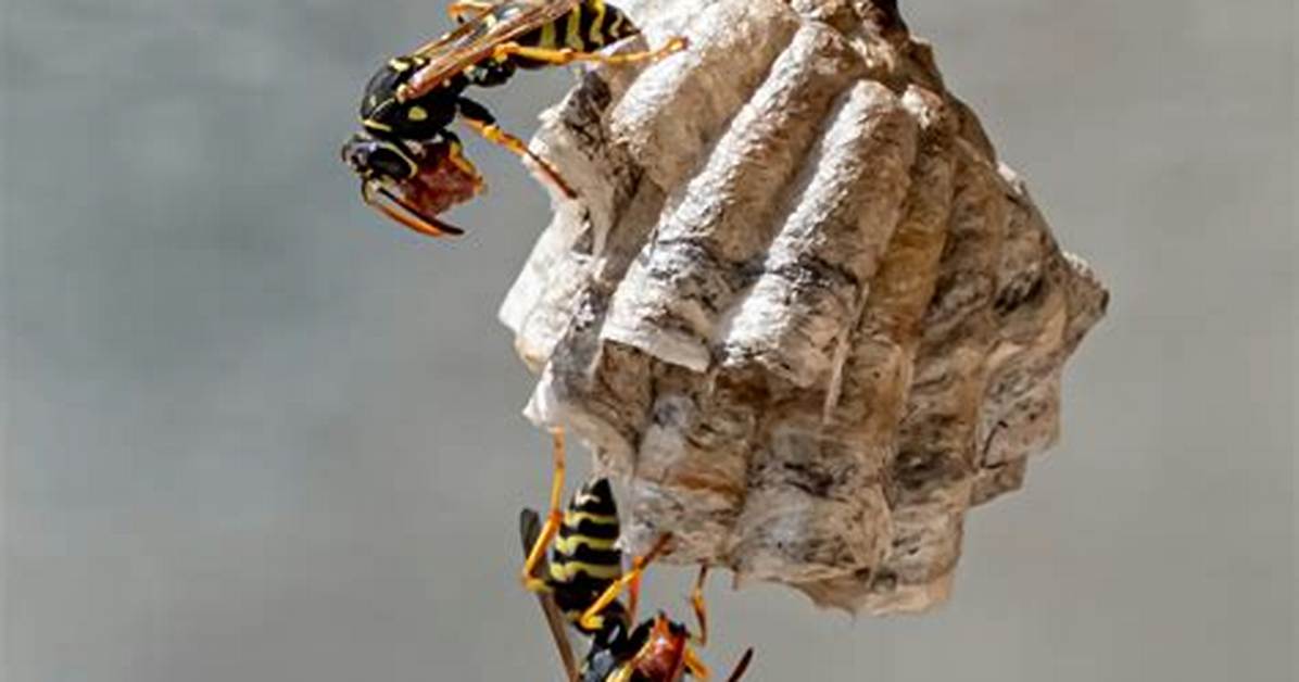 Peak Wasp Season Arrives: How Homeowners Are Crafting Early Deterrents