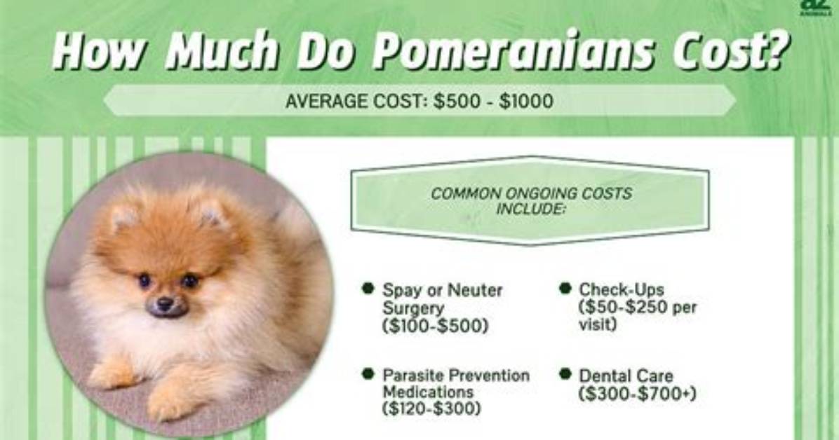 Pomeranian Price Reality: Visual Cost Breakdown and Breeder Price Verification