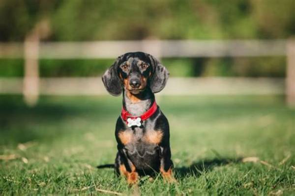 Ranked Among the Longest-Living Breeds: Dachshund Life Expectancy Breakdown
