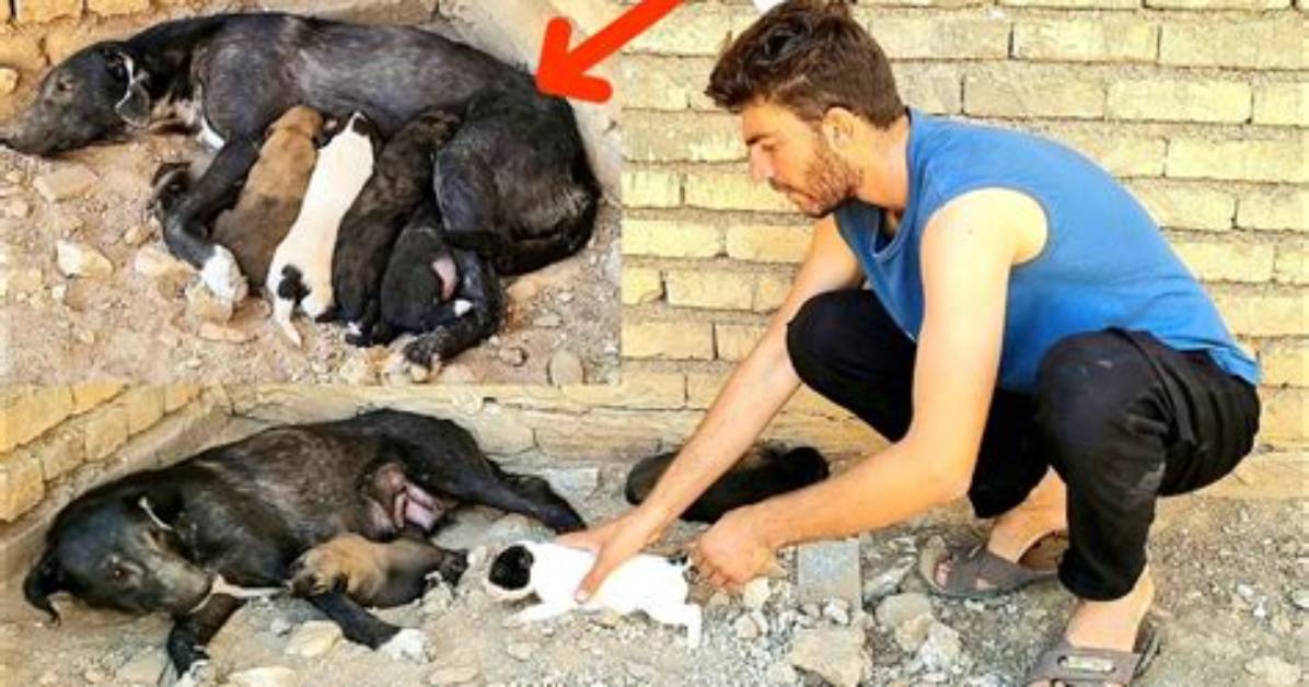 Rescuing Puppies from Extreme Heat: Everything to Know About the Florida Case