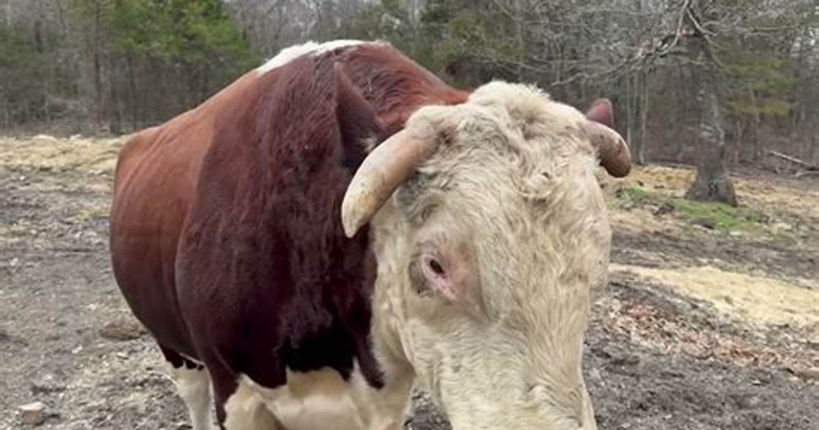 Rufus the Bull Explained: Breed, Age, Location, and Viral Fame