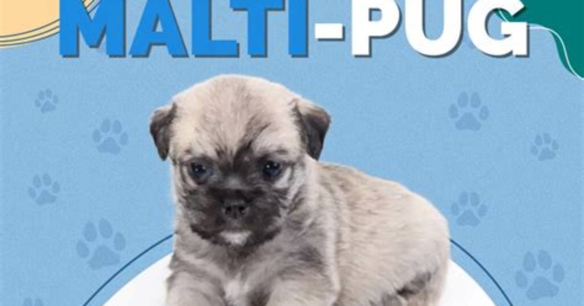 The Complete Maltipug Guide: Pug Maltese Mix Temperament, Care, and Daily Life