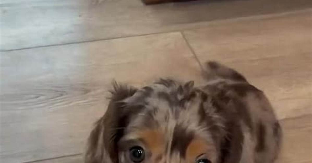 The Dapple Dachshund Phenomenon: Viral Treat Looks, High Energy, and the Truth Behind the Hype