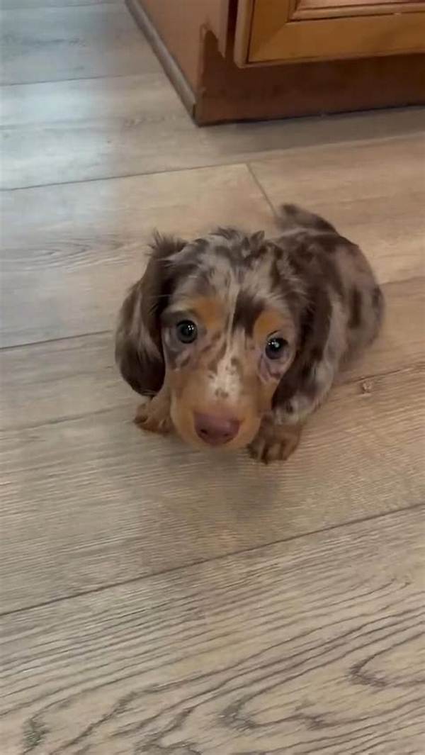 The Dapple Dachshund Phenomenon: Viral Treat Looks, High Energy, and the Truth Behind the Hype