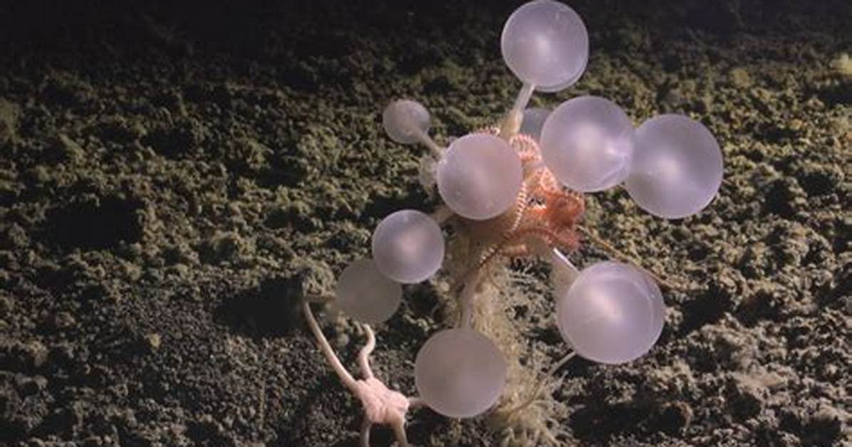 The Deep-Sea 'Death Ball': Why Scientists Are Stunned by the Carnivorous Ping-Pong Tree Sponge
