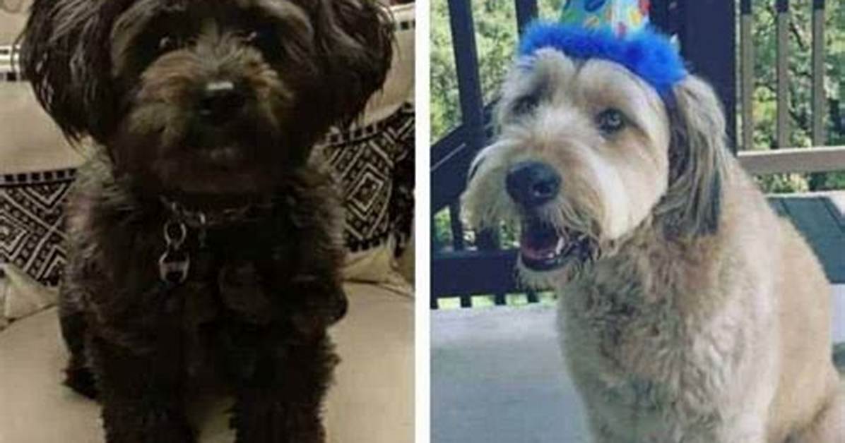 The Definitive Guide to Fully Grown Schnoodles: Sizes, Temperament, and Care