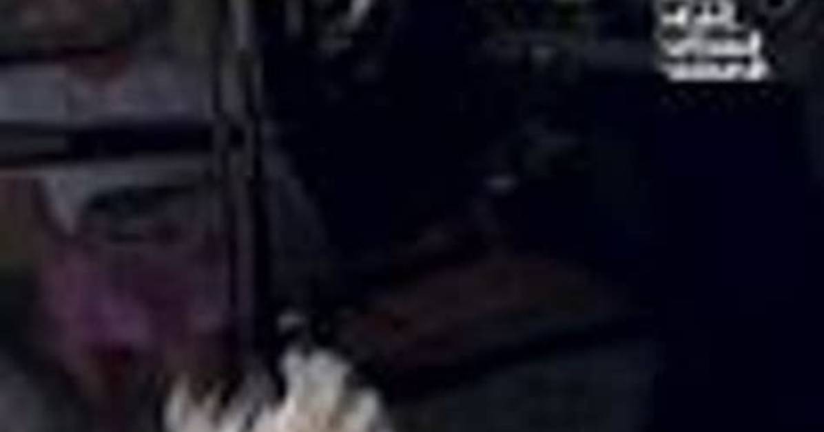 The Funniest 'Annihilates Food' Clips and Where the Original Video Came From