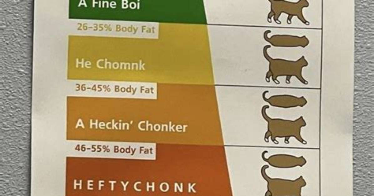 The 'Le Chonk' French Cat Meme Explained: Origins, Tech Buzz, and Mistral Ai