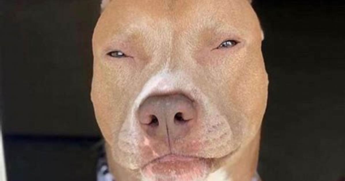The "Light Skin Pitbull" Meme Explained: Definition, Sounds, and Cultural Impact
