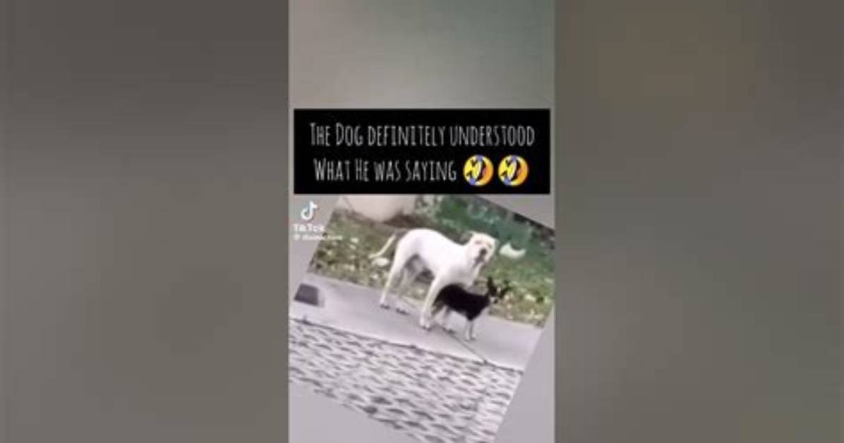 The Rise of the 'Lil Ass Dog' Trend: How a Niche Clip Became a Mainstream Internet Phenomenon