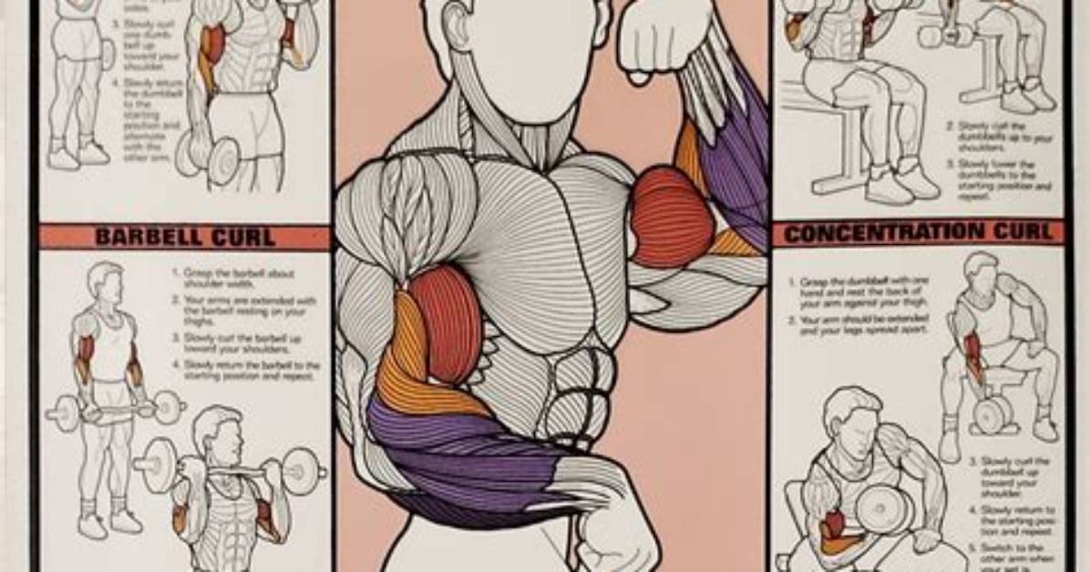The Ultimate Forearm and Bicep Guide: How to Curl for Complete Arm Size