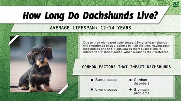 The Ultimate Long Haired Dachshund Lifespan Guide: Health Risks, Care Tips, and Golden Year's