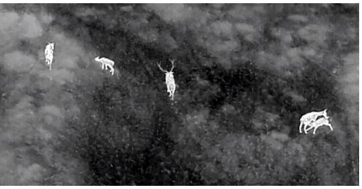 Thermal Cameras and Aerial Runs: the Visual Reality of Modern Hog Adventures