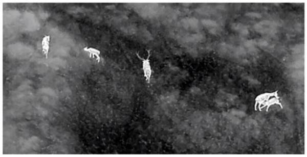 Thermal Cameras and Aerial Runs: the Visual Reality of Modern Hog Adventures