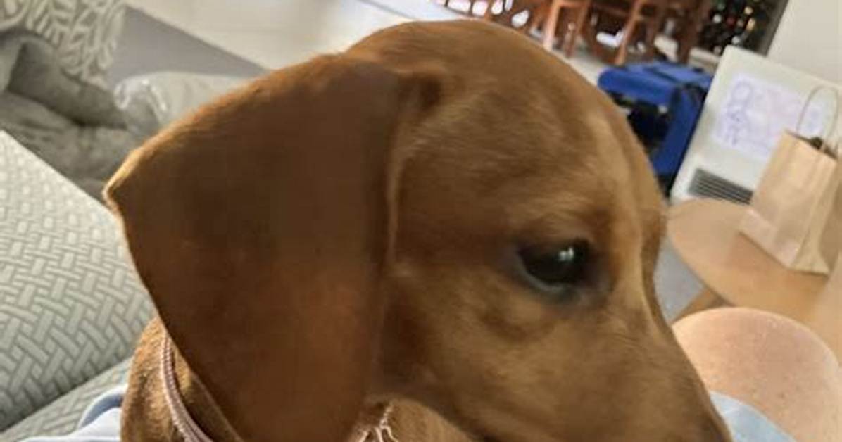 Thinking of Getting a Dachshund? 10 Similar Breeds Ranked for Pet Owners in 2026