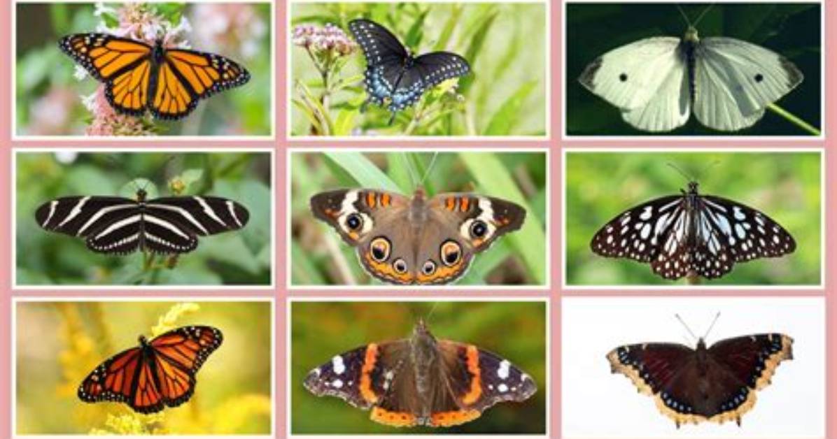 Timeline of a Timeless Motif: How Butterflies Became Culture's Most Enduring Love Language