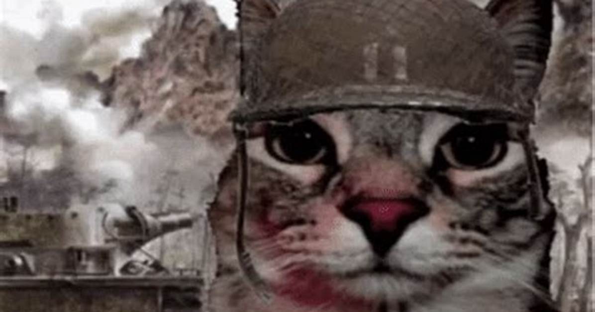 Unmasking the Original Ptsd Cat Video: Footage Breakdown and Viral Edits