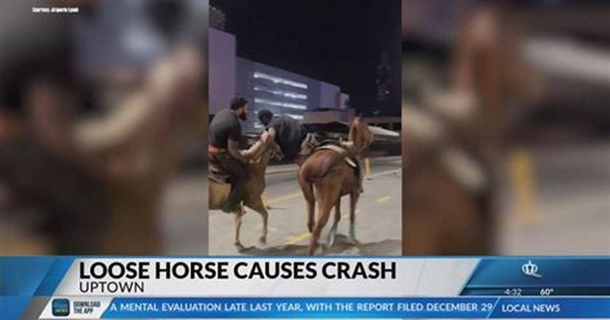 Uptown Charlotte Loose Horse Crash: Complete Timeline of the Viral Incident