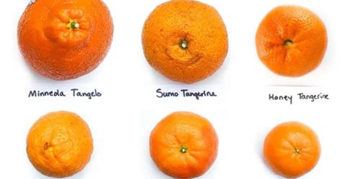 Visual Citrus Guide: Identifying Mandarins, Clementines, and Tangerines