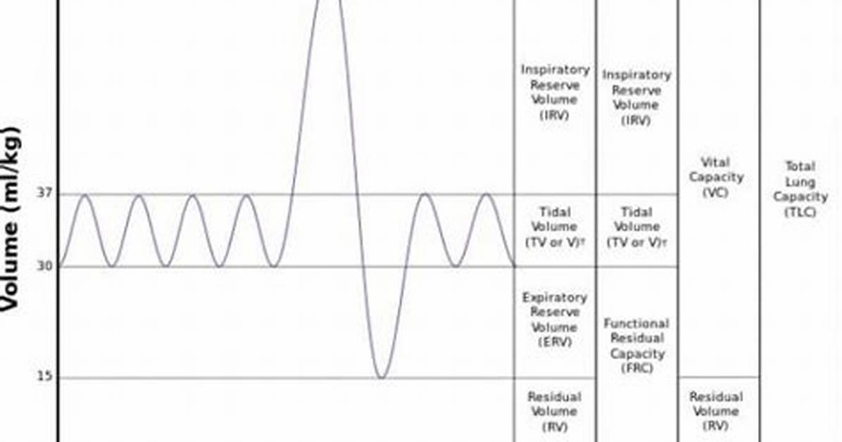 Vital Lung Capacity Calculator Charts: Expected Normal Ranges by Age and Height
