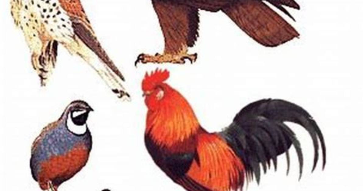 What Does 'Bird' Mean in Slang? Full Guide to Tiktok and Dating Trends