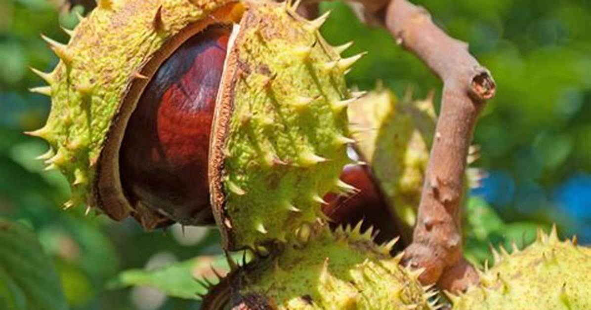 What Does Horse Chestnut Really Cure? Fact-Checking Common Herbal Myths