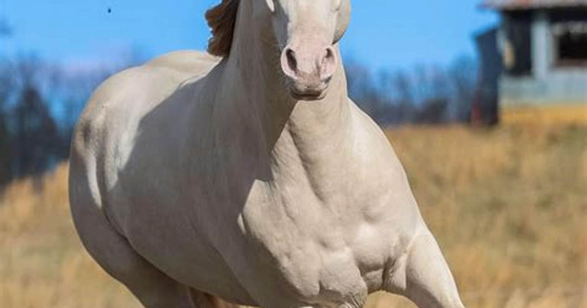 What Is 'Favorite Stallion'? the Truth Behind the Viral Delalicious3 and Tdontran Buzz