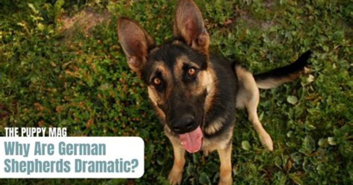 Why Are German Shepherds So Dramatic at the Vet? Canine Behaviorists Explain