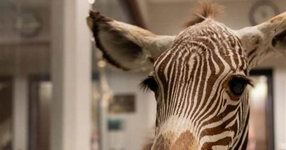 Why Doctors Call Rare Conditions 'Zebras': the Medical Slang You Need to Know
