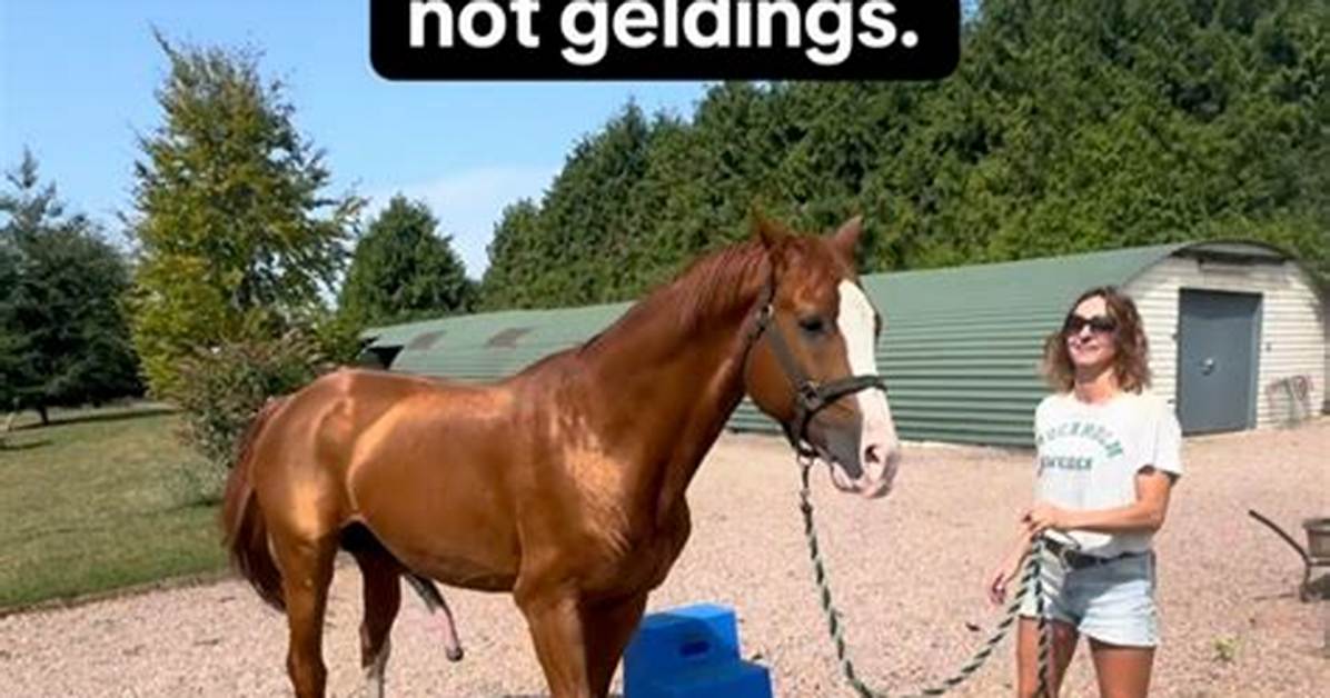 Why Is 'Favorite Stallion' Trending? the Viral Truth Behind Delalicious3 and Tdontran