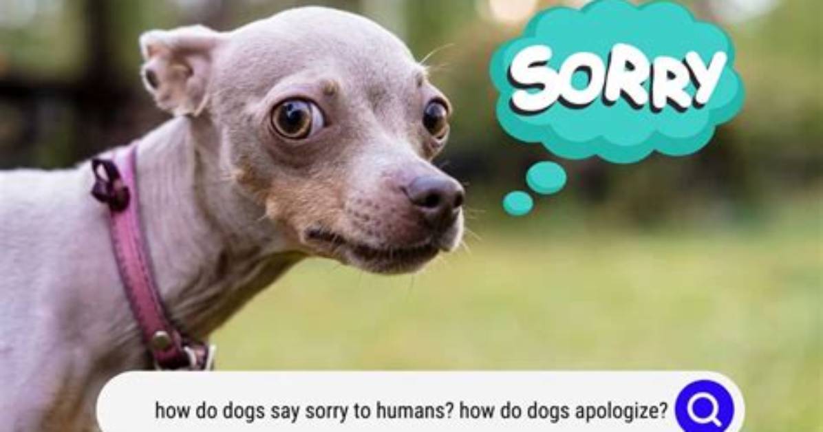 Why 'Sorry I Died Dog' Is Breaking the Internet: the Viral Heartbreak Behind Global Pet Tributes