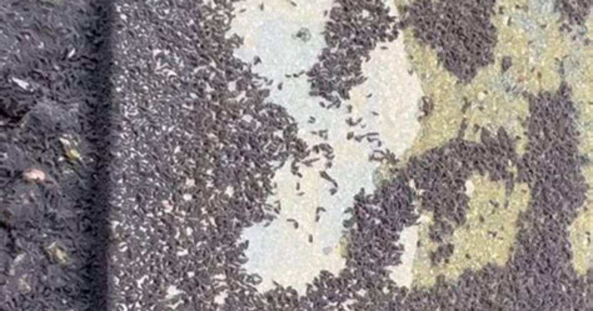 Why Swarms of Tiny Black Bugs Are Suddenly Invading Homes This Season