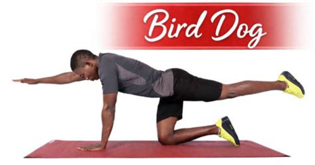 Why the Bird Dog Exercise Is Dominating 2026 Core Training Trends