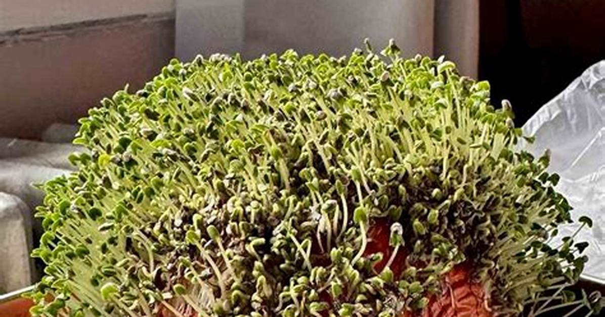 Why Your Chia Pet Fails to Sprout: the Soaking Mistake Ruining Your Planter
